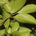 Myrcianthes fragrans leaf picture by Nelson Zamora Villalobos (cc-by-nc)