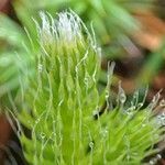 Lycopodium clavatum fruit picture by Yoan MARTIN (cc-by-sa)