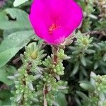 Portulaca grandiflora habit picture by Trap Hers (cc-by-sa)