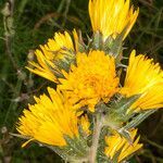 Scolymus grandiflorus flower picture by Martin Bishop (cc-by-sa)