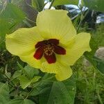 Hibiscus vitifolius flower picture by susan brown (cc-by-sa)