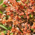 Sedum litoreum habit picture by Sans Attaches (cc-by-sa)