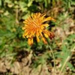 Agoseris aurantiaca flower picture by Susan Graham (cc-by-sa)