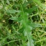 Cirsium arvense leaf picture by Laurent Pinot (cc-by-sa)