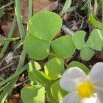 Oxalis purpurea leaf picture by Dan Maxwell (cc-by-sa)