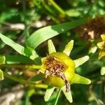 Coreopsis lanceolata fruit picture by Boumlik Messaïli (cc-by-sa)