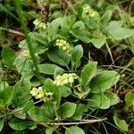 Orthilia secunda habit picture by Ornel Jokerrr83 (cc-by-sa)