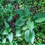 Galeopsis bifida habit picture by Waldemar Zeja (cc-by-sa)