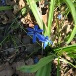 Scilla siberica flower picture by Barry (cc-by-sa)