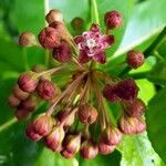 Asclepias amplexicaulis flower picture by Nemo Vee (cc-by-sa)