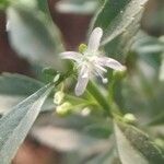 Scoparia dulcis flower picture by Rajendra Rajendra Choure (cc-by-sa)