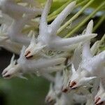 Hoya multiflora flower picture by Lenny Romauli Lenny (cc-by-sa)