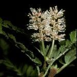 Weinmannia trichosperma flower picture by Daniel Barthelemy (cc-by-nc)