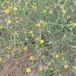 Chondrilla juncea habit picture by Tolga COSKUN (cc-by-sa)