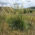 Ampelodesmos mauritanicus habit picture by Sergio costantini (cc-by-sa)