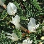 Astragalus tragacantha habit picture by Daniel Barthelemy (cc-by-nc)