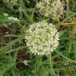 Asclepias asperula flower picture by Jeska Toma (cc-by-sa)
