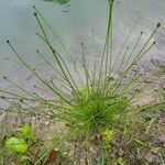 Eleocharis ovata leaf picture by Rita Chovan (cc-by-sa)