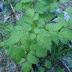 Actaea spicata habit picture by Yoan MARTIN (cc-by-sa)