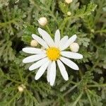 Argyranthemum hierrense flower picture by Udo Herkommer (cc-by-sa)