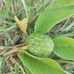 Annona senegalensis fruit picture by Jean-Marie Ronquy (cc-by-sa)