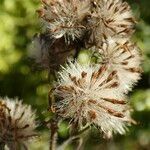 Symphyotrichum pilosum fruit picture by Llandrich anna (cc-by-sa)