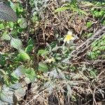 Tridax procumbens flower picture by Silva da Gama Dagma (cc-by-sa)