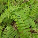Astragalus hypoglottis leaf picture by GinoMuri (cc-by-sa)
