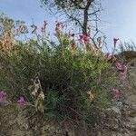 Hedysarum boveanum habit picture by Denis Bastianelli (cc-by-sa)