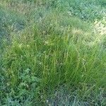 Triglochin palustris habit picture by Yoan MARTIN (cc-by-sa)