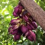 Mucuna sempervirens flower picture by Dieter Albrecht (cc-by-sa)