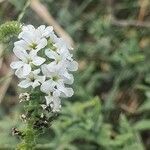 Heliotropium longiflorum flower picture by susan brown (cc-by-sa)