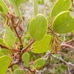 Arctostaphylos patula leaf picture by Kat W (cc-by-sa)