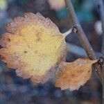 Betula nana fruit picture by Yoan MARTIN (cc-by-sa)