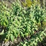 Buddleja stachyoides habit picture by Trap Hers (cc-by-sa)