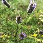 Dalea leporina flower picture by Frederic Vieilledent (cc-by-sa)