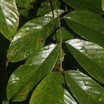 Machaerium floribundum leaf picture by Nelson Zamora Villalobos (cc-by-nc)