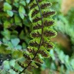 Asplenium trichomanes fruit picture by Alexandre Crégu (cc-by-sa)