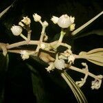 Miconia albertobrenesii flower picture by Nelson Zamora Villalobos (cc-by-nc)