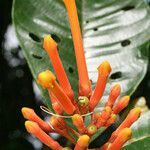 Isertia coccinea flower picture by R. Tournebize (cc-by-sa)