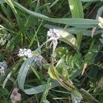 Myosotis ramosissima habit picture by Florian Fournier (cc-by-sa)