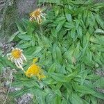 Arnica montana leaf picture by auguste Valentin (cc-by-sa)