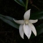 Angraecum ramosum flower picture by Hugo SANTACREU (cc-by-sa)