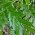Picramnia antidesma leaf picture by mora montero oscar (cc-by-sa)