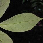 Licania canescens leaf picture by Lisa Moreno (cc-by-sa)