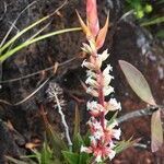 Dracophyllum ramosum flower picture by Zoé Thivet (cc-by-sa)