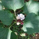 Clerodendrum chinense flower picture by Ajay Sahu (cc-by-sa)