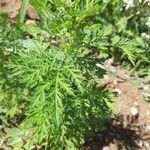Artemisia annua leaf picture by Shana Lallemand (cc-by-sa)