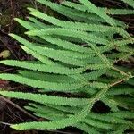 Sticherus ferrugineus leaf picture by Daniel Barthelemy (cc-by-sa)