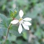 Cuphea campylocentra flower picture by Trap Hers (cc-by-sa)